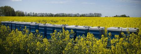 Apirespirace Apirespirace