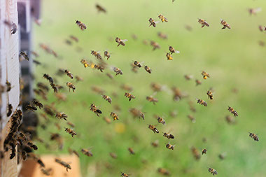 Apiterapie biopole včelstva