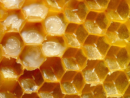 Apiterapie Larvy včel