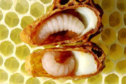 Apiterapie Larvy včel Apiterapie Larvy včel