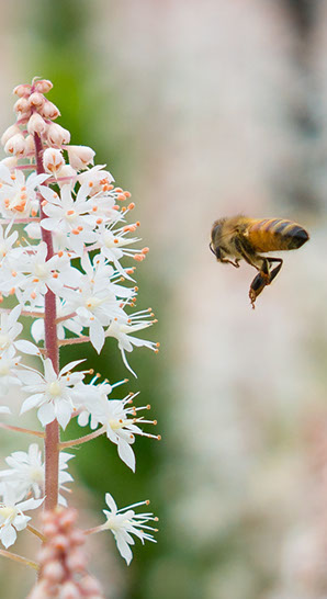 Apiterapie o včelím jedu