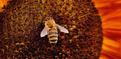 Apiterapie Včelí jed
