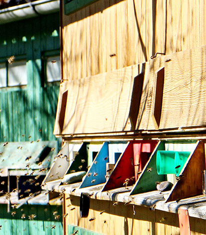 Apiterapie včelí vzduch Apiterapie včelí vzduch