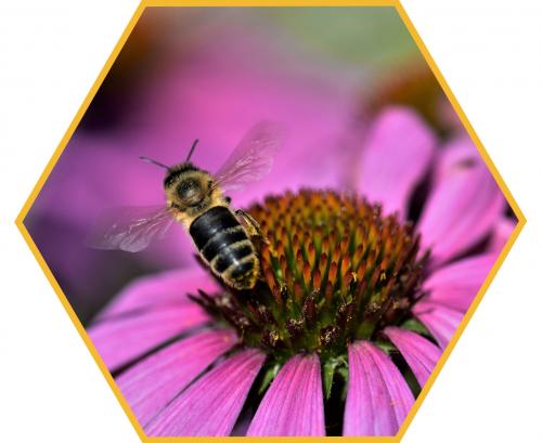 Apiterapie Apiterapie