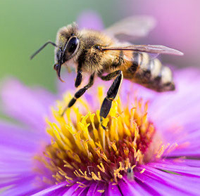 Aplikace včelího jedu