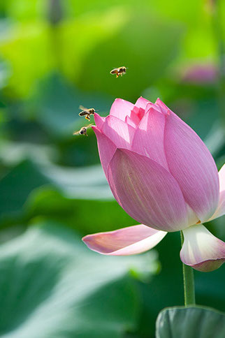 Použití apiterapie Použití apiterapie