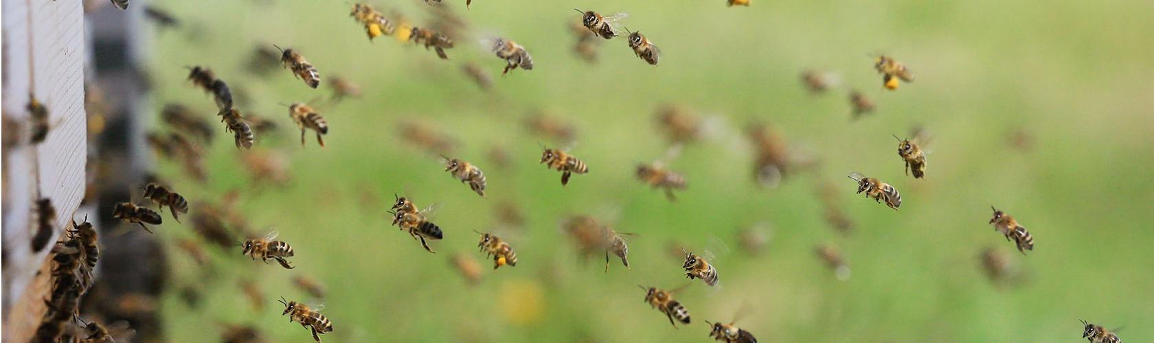 „Úl je nejstarší a nejzdravější přírodní lékárnou” | - Cristina Mateescuová „Úl je nejstarší a nejzdravější přírodní lékárnou” | - Cristina Mateescuová