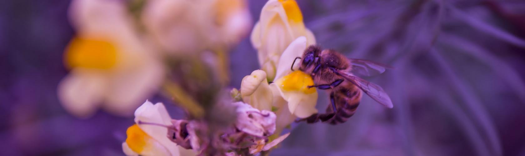 Vítejte na stránkách věnovaných apiterapii Vítejte na stránkách věnovaných apiterapii