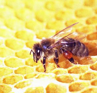 About propolis