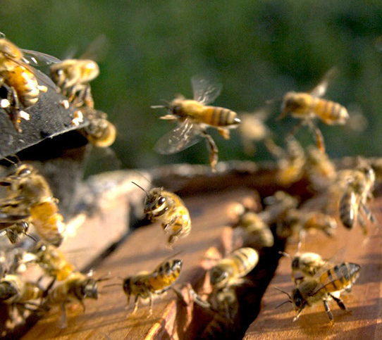 Apitherapy about podmor Apitherapy about podmor