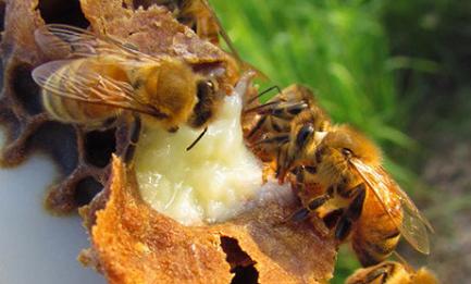 Apitherapy about royal jelly