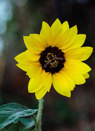 Apitherapy alergic reactions Apitherapy alergic reactions