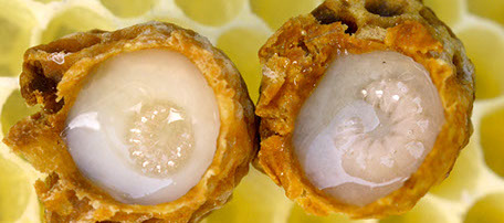 Apitherapy bee larvae Apitherapy bee larvae