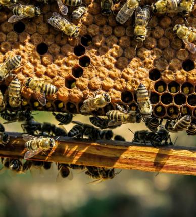 Apitherapy beeswax Apitherapy beeswax