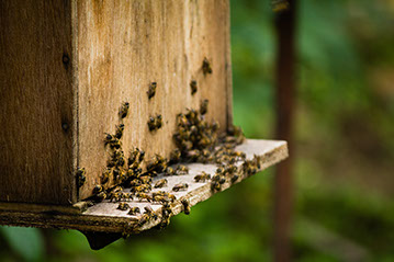 Apitherapy biopoly colonies