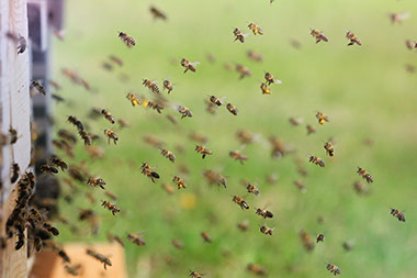 Apitherapy biopoly colonies