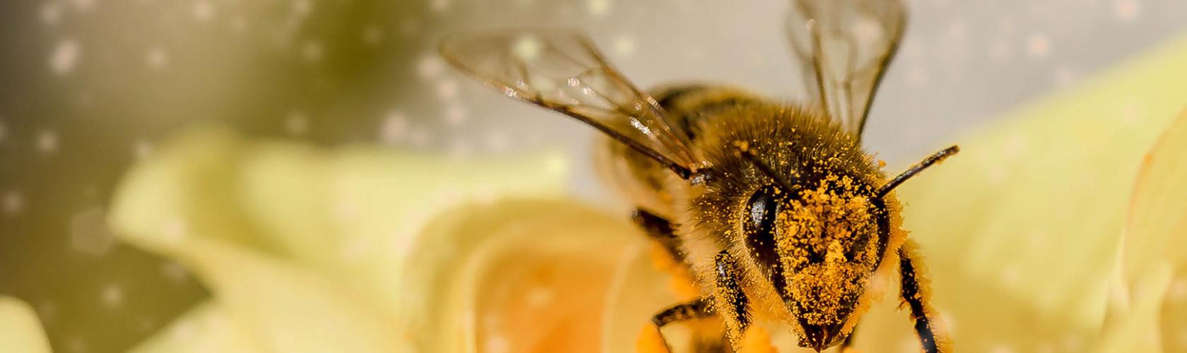 Apitherapy is a therapeutic method using bee products for medical purposes.