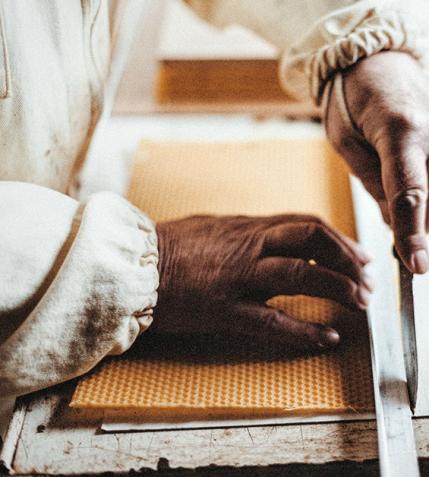 Apitherapy more about beeswax Apitherapy more about beeswax