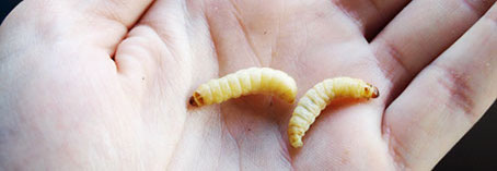 Apitherapy zavíječ voskový Apitherapy zavíječ voskový