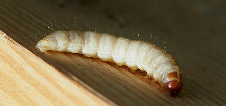 Apitherapy zavíječ voskový Apitherapy zavíječ voskový