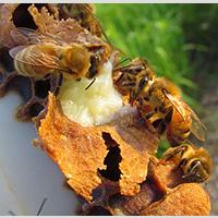 Bee products