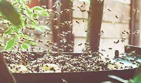 Stay with bees Stay with bees